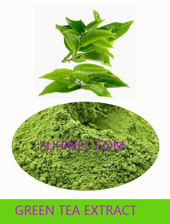 GREEN TEA EXTRACT,GREEN TEA EXTRACT POWDER