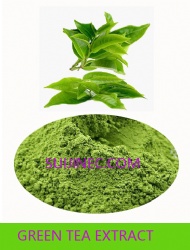 Green Tea Extract